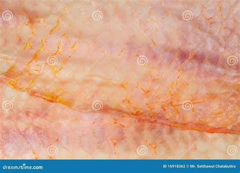 Fish skin stock photo. Image of tilapia, freshness, food - 16918362