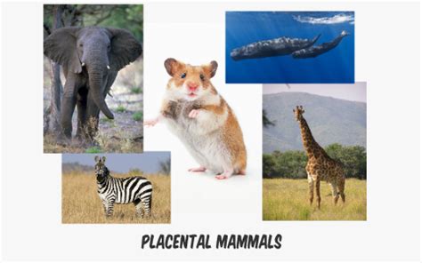 Placental Mammals Examples