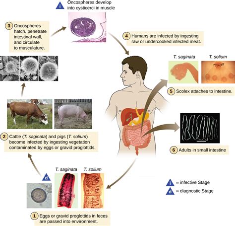 5.2: Parasitic Helminths - Biology LibreTexts