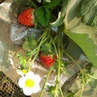 Fruits of RABI-3 strawberry at harvesting stage Data collection: To... | Download Scientific Diagram