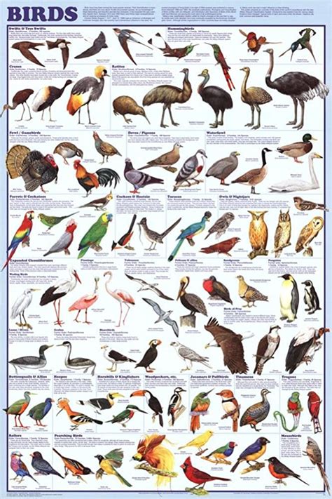 (24x36) Laminated Birds Species Educational Science Chart Poster | ubicaciondepersonas.cdmx.gob.mx