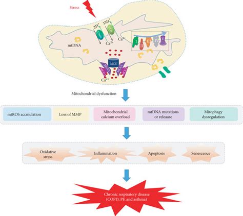 Mitochondrial dysfunction contributes to the development of chronic ...