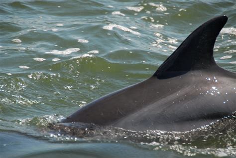 Dolphin In The Wild Free Stock Photo - Public Domain Pictures