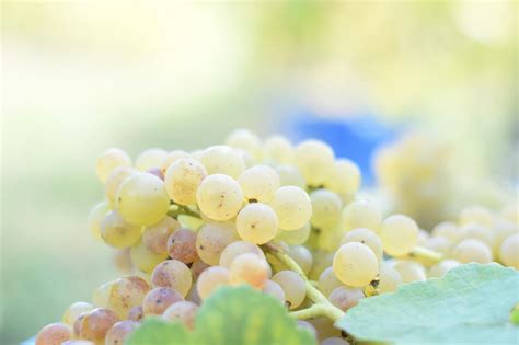 Free stock photo of grapes, white wine, wine grapes