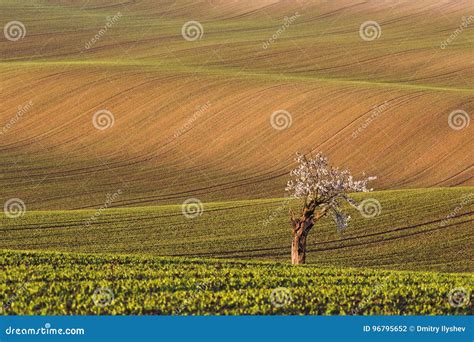 South Moravian Fields, Czech Republic Fields, Moravian Hills Stock ...