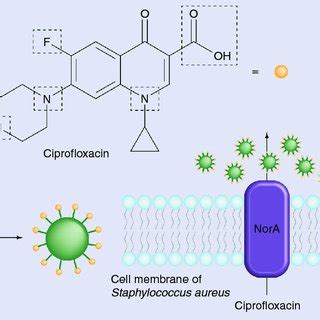 Mechanism of interaction between ciprofloxacin and zinc oxide ...