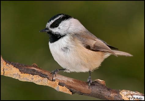 Mountain Chickadee Page