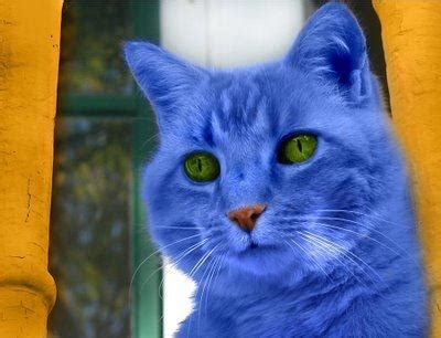 El Universo del Gato Azul: Gato Azul