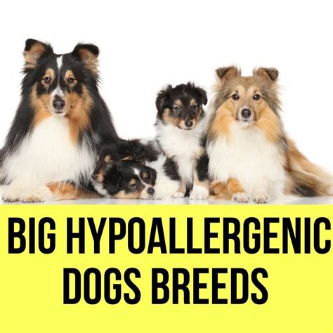 8 Big Hypoallergenic Dog Breeds and Allergy Sufferers - Oxford Pets