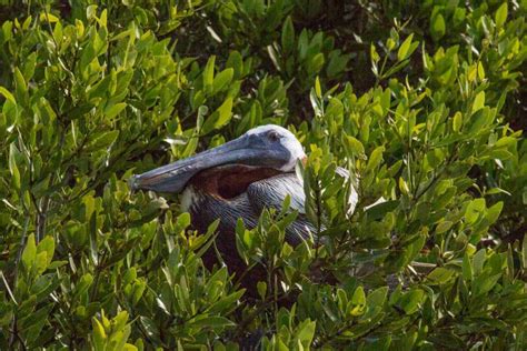 Wildlife in Sian Ka’an - What to see?