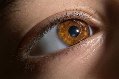 Free stock photo of brown, eye, iris