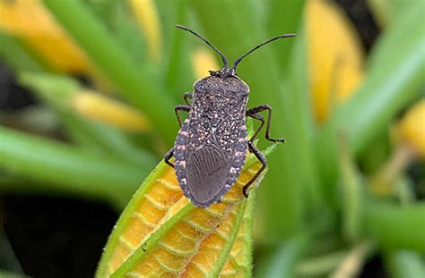 Squash Bug Prevention | Natural Management - Batang Tabon