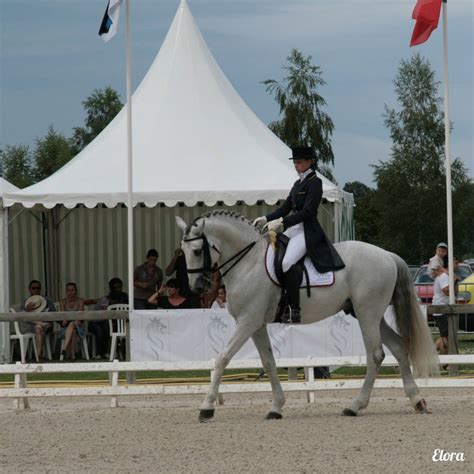 Concours de dressage international by lebazardelora on DeviantArt