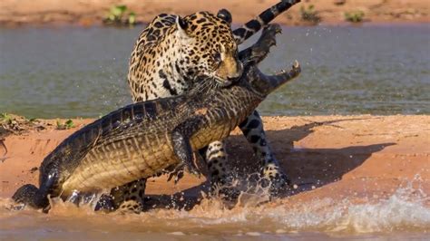 tiger and crocodile fight - YouTube