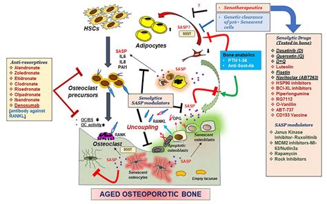 Mechanisms underlying an aging skeleton and potential therapeutic ...