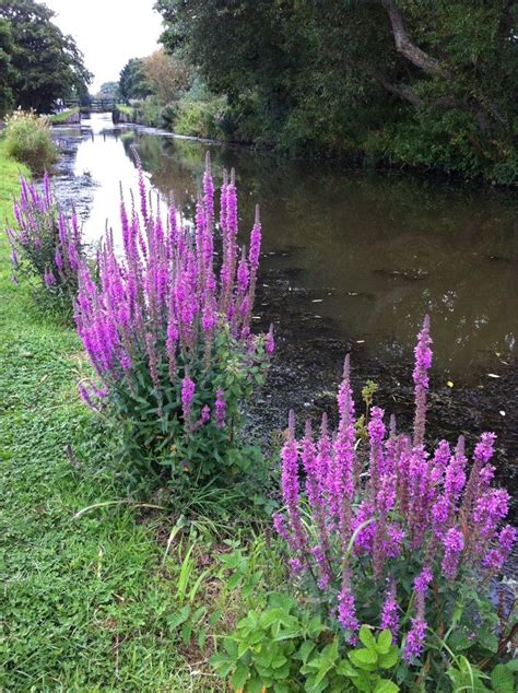 Purple Loosestrife | Giardino, Nursery, Fiori