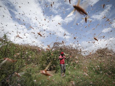 'Catastrophe': Huge locust swarm triggers dire warning amid biggest outbreak for decades in East ...