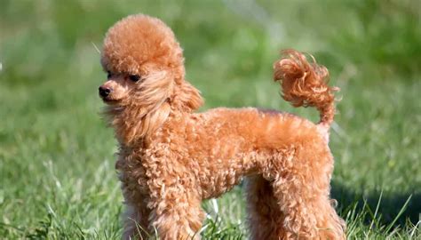 Miniature Poodle: Những chú Poodle cỡ nhỡ không lớn, không nhỏ, đầy cá tính!