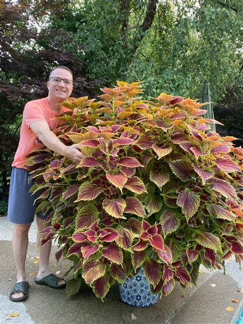 18 Spectacular Coleus Varieties for Sun + Tips to Grow