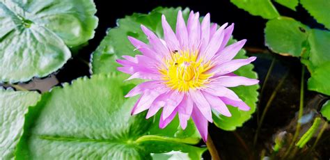 Lotus Top View Stock Photos, Images and Backgrounds for Free Download