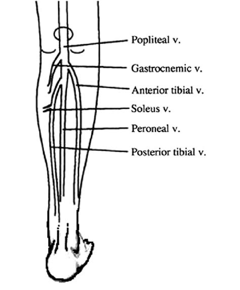 Deep Veins of the Leg - Schematic • The Blood Project