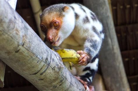 Cuscus - Description, Habitat, Image, Diet, and Interesting Facts