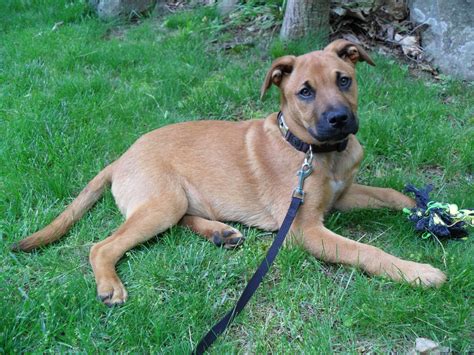 German Shepherd Mastiff Mix: All About Mastiff Shepherd 2021 - Allgshepherds