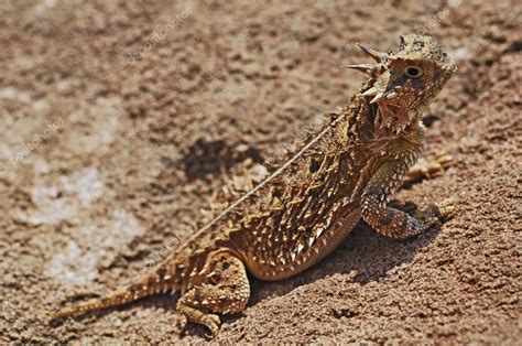 Texas Horned Lizard, (Phrynosoma Cornutum), Texas, Usa — Stock Photo ...