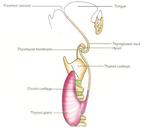 Foramen Cecum Embryology