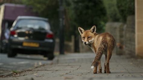 Urban foxes may be self-domesticating in our midst | Science | AAAS