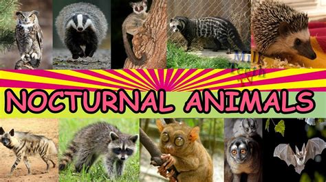 Nocturnal Animals