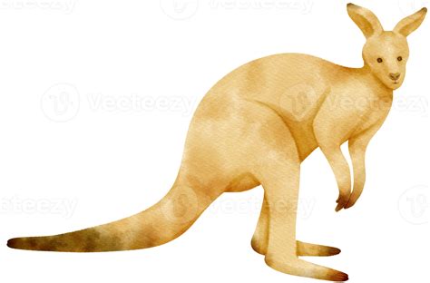 Watercolor kangaroo illustration 9373190 PNG