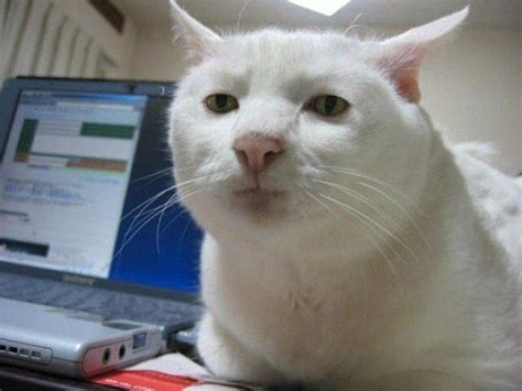 16 Hilarious Pictures of Cats Making Weird Faces | Serious cat, Funny ...