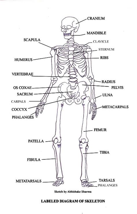 Skeletal System - Our Body.. More than Skin and Bones!!