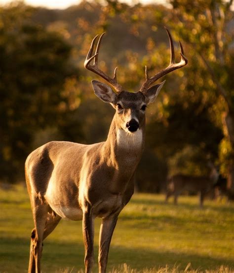 Snagging a Monster Whitetail Deer | NSW Hunts Canada