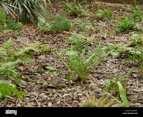 Jungle floor hi-res stock photography and images - Alamy