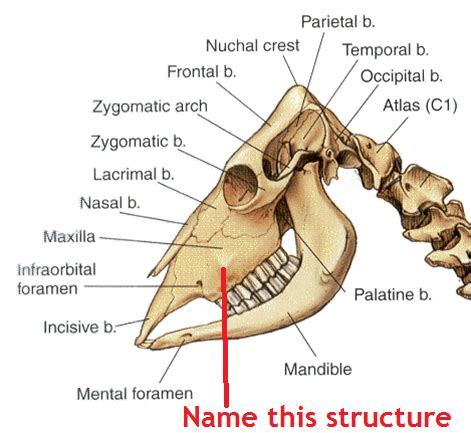 Horse Skull Labeled