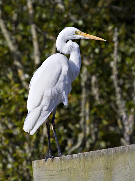 White heron or kōtuku - a bird a day - Copper Catkin