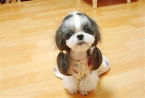 7 unique pictures of shih tzu hair styles