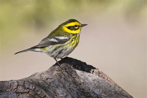 Townsend's Warbler (Female) - FeederWatch