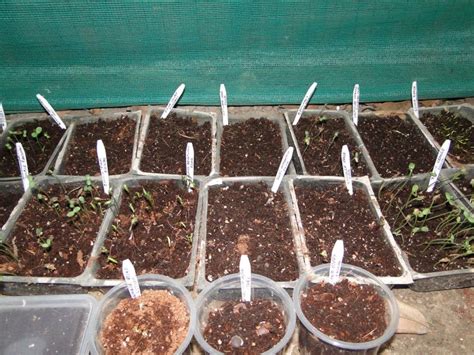 GERMINATION | GARDENING FOR BEGINNERS