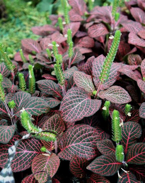 Photo of Nerve Plant (Fittonia albivenis) uploaded by skylark | Nerve ...