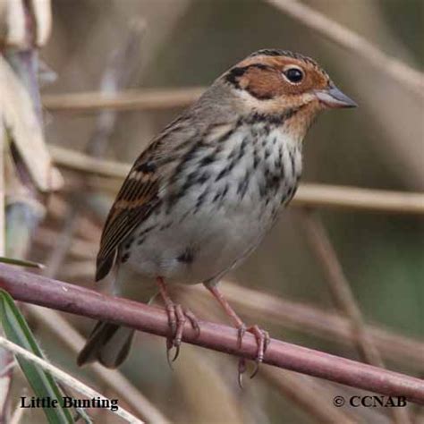 Little Bunting (Emberiza pusilla) - LIBU