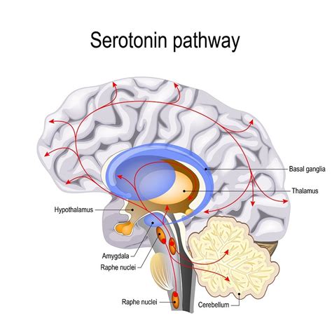 Breaking Smart Phone Addiction: Raising Serotonin in the Brain