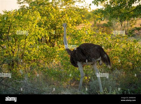 Wildlife in Etosha National Park, Namibia Stock Photo - Alamy