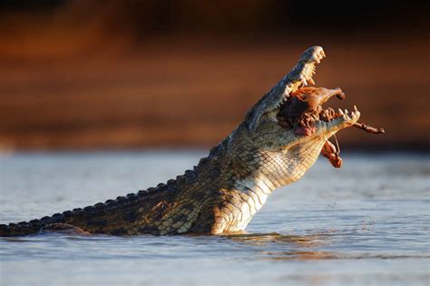 Meet 'Gustave' — The World's Most Dangerous Crocodile with 200+ Rumored Kills - A-Z Animals