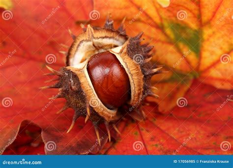 Chestnut on an autumn leaf stock image. Image of detail - 17056985