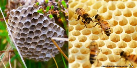 Bee Nest vs Wasp Nest: Which One Is it? - Carolina Honeybees