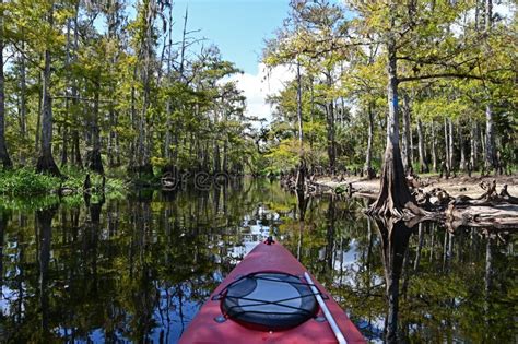 Kayaking on Fisheating Creek, Florida. Stock Photo - Image of pristine, waterscape: 161028204