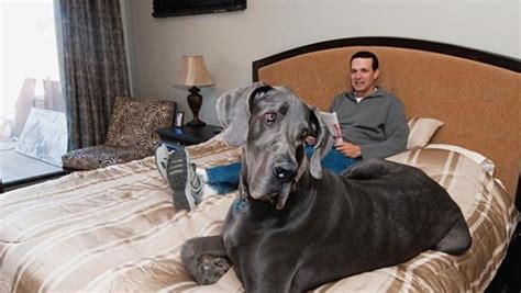 15 Biggest Dogs in the World